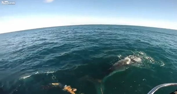 Fisho's Scott Thomas filming Bushy talking about Squidgy's new prawn lures.